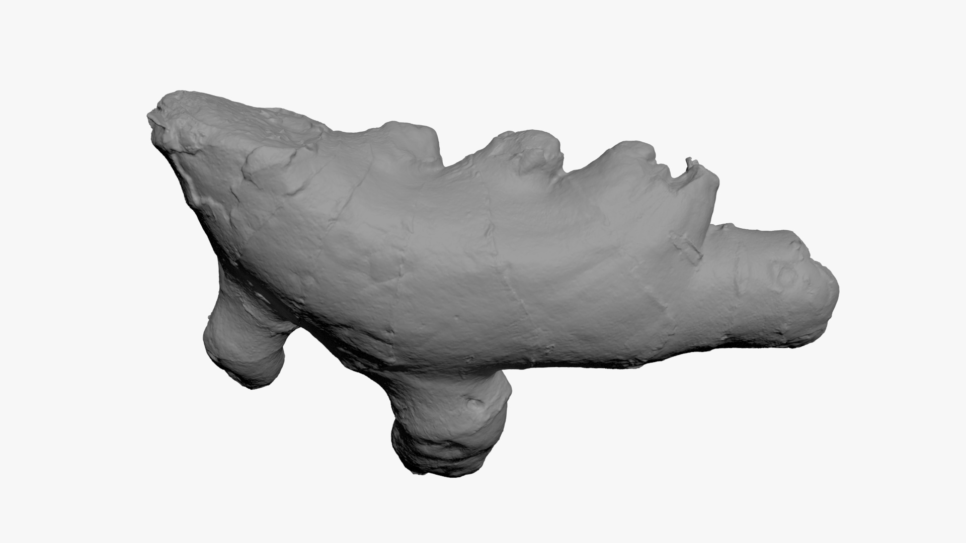 Ginger Root 01 - For 3D Print 3D Model