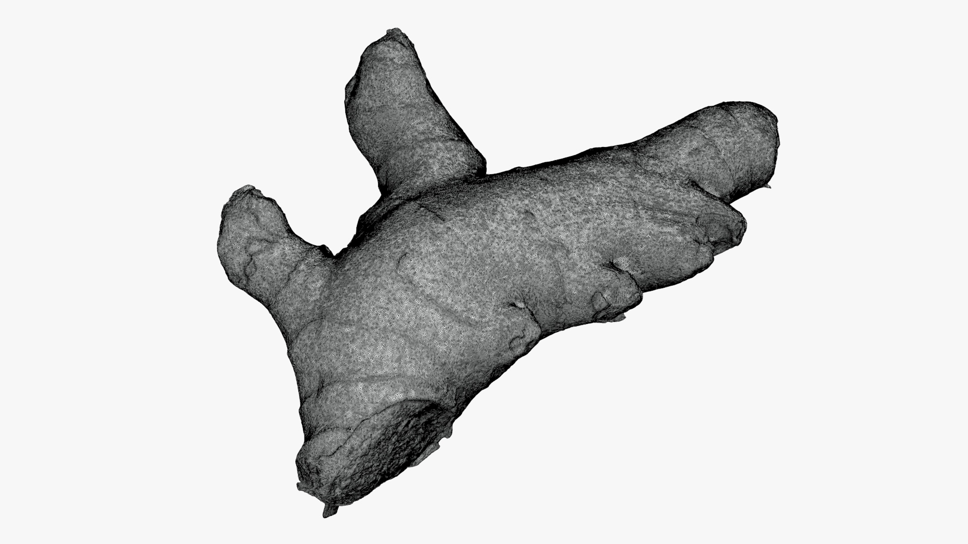 Ginger Root 01 - For 3D Print 3D Model