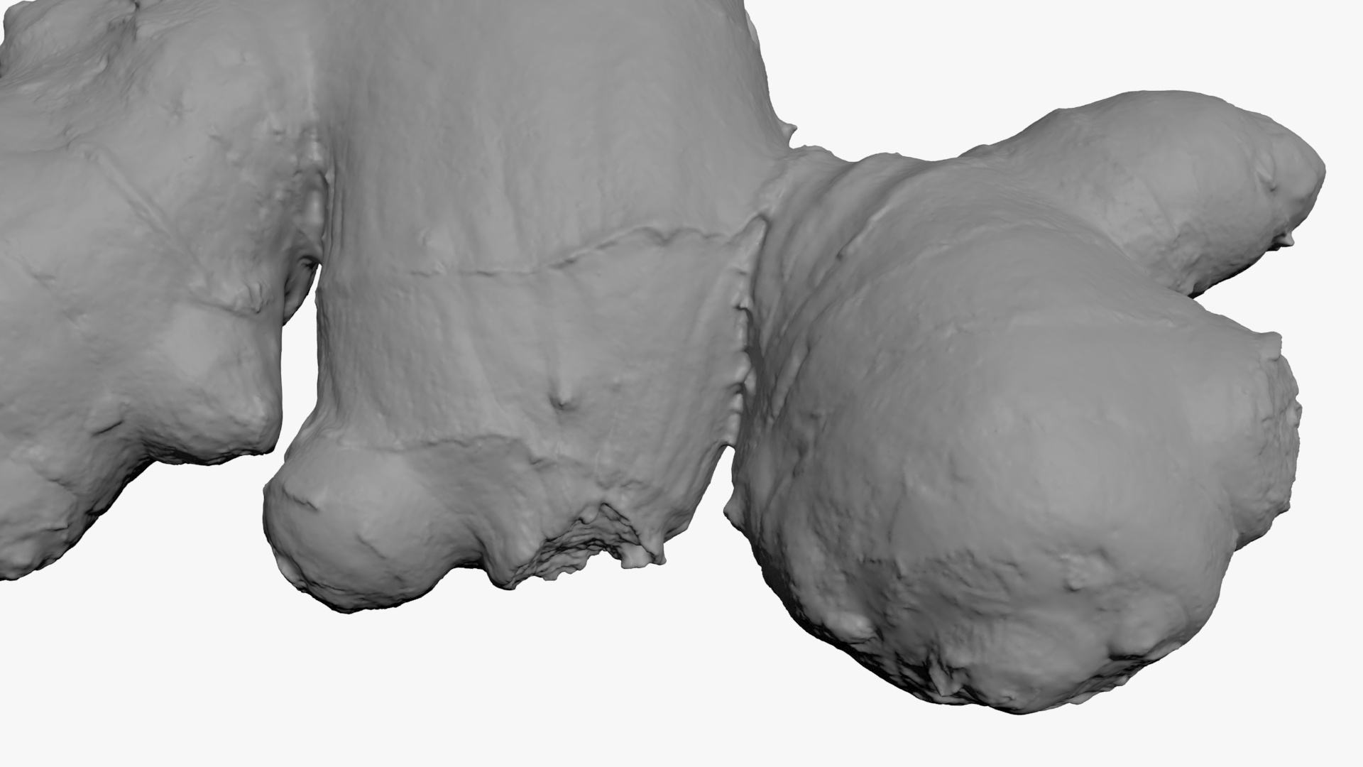 Ginger Root 02 - For 3D Print 3D Model