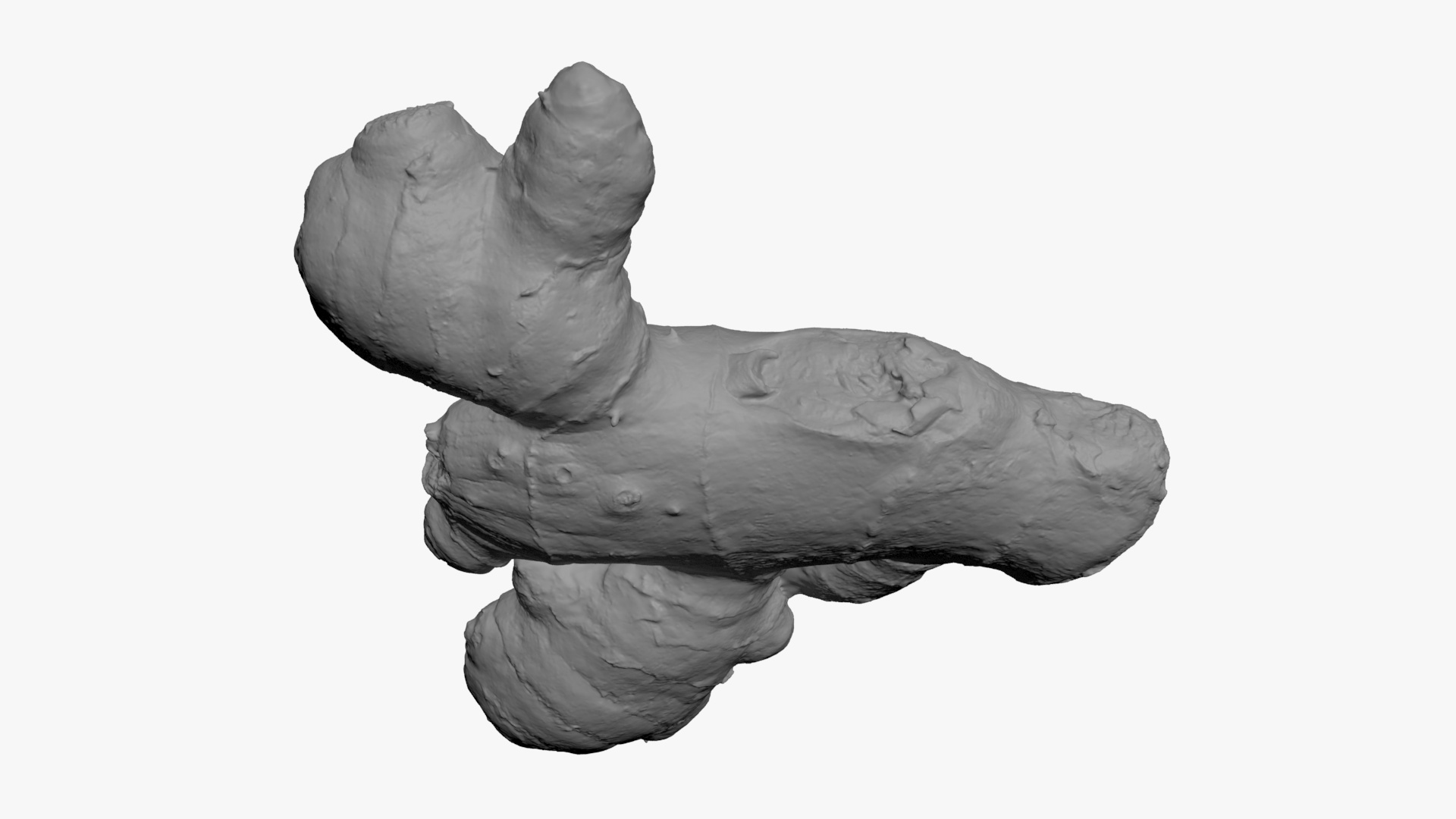 Ginger Root 02 - For 3D Print 3D Model