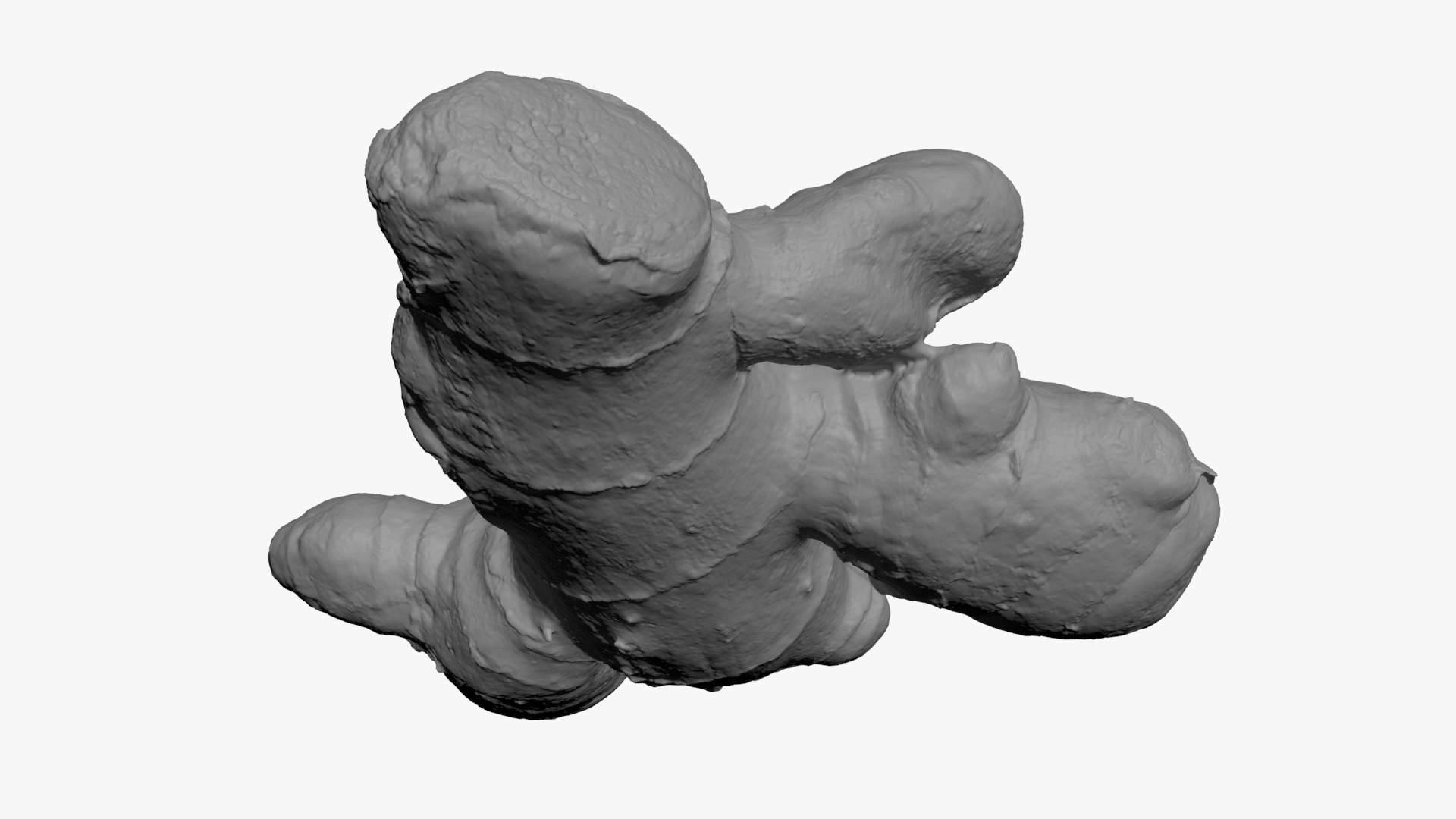 Ginger Root 02 - For 3D Print 3D Model