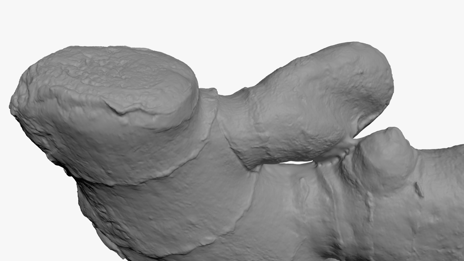 Ginger Root 02 - For 3D Print 3D Model