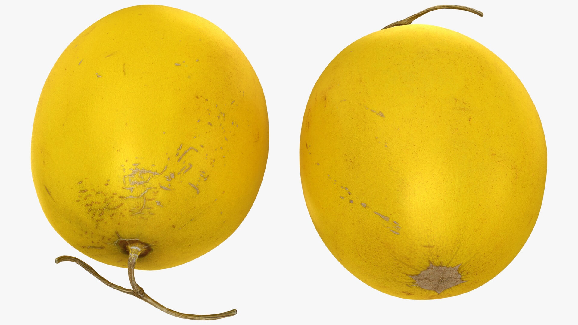 Golden Cantaloupe 3D Model