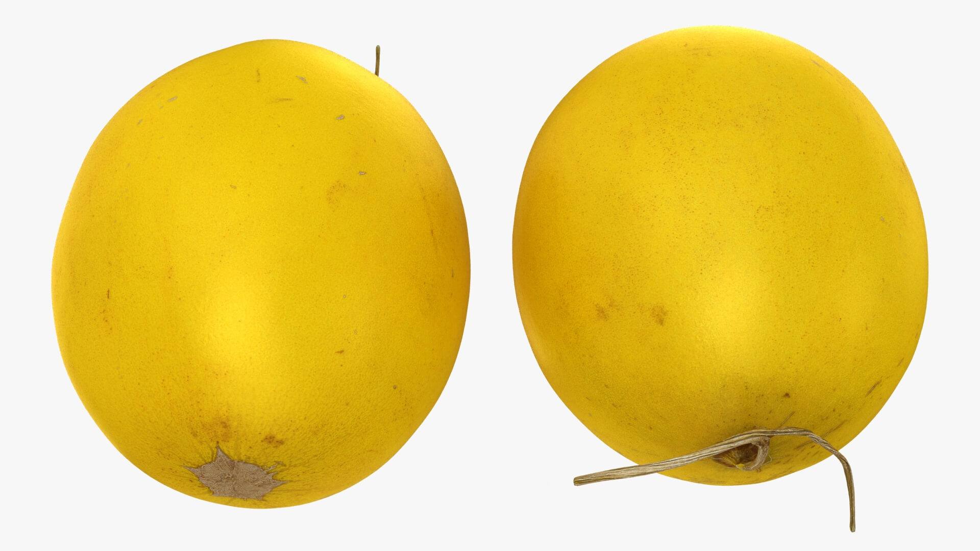 Golden Cantaloupe 3D Model