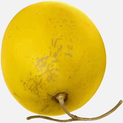 Golden Cantaloupe