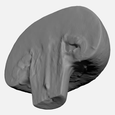 Half Champignon Mushroom for 3D Print