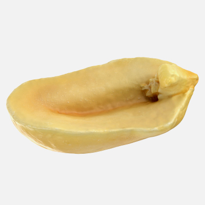 Half Peeled Peanut 01 3D Model