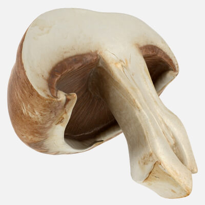 Half Portobello Mushroom
