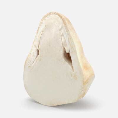 Half Straw Mushroom 02
