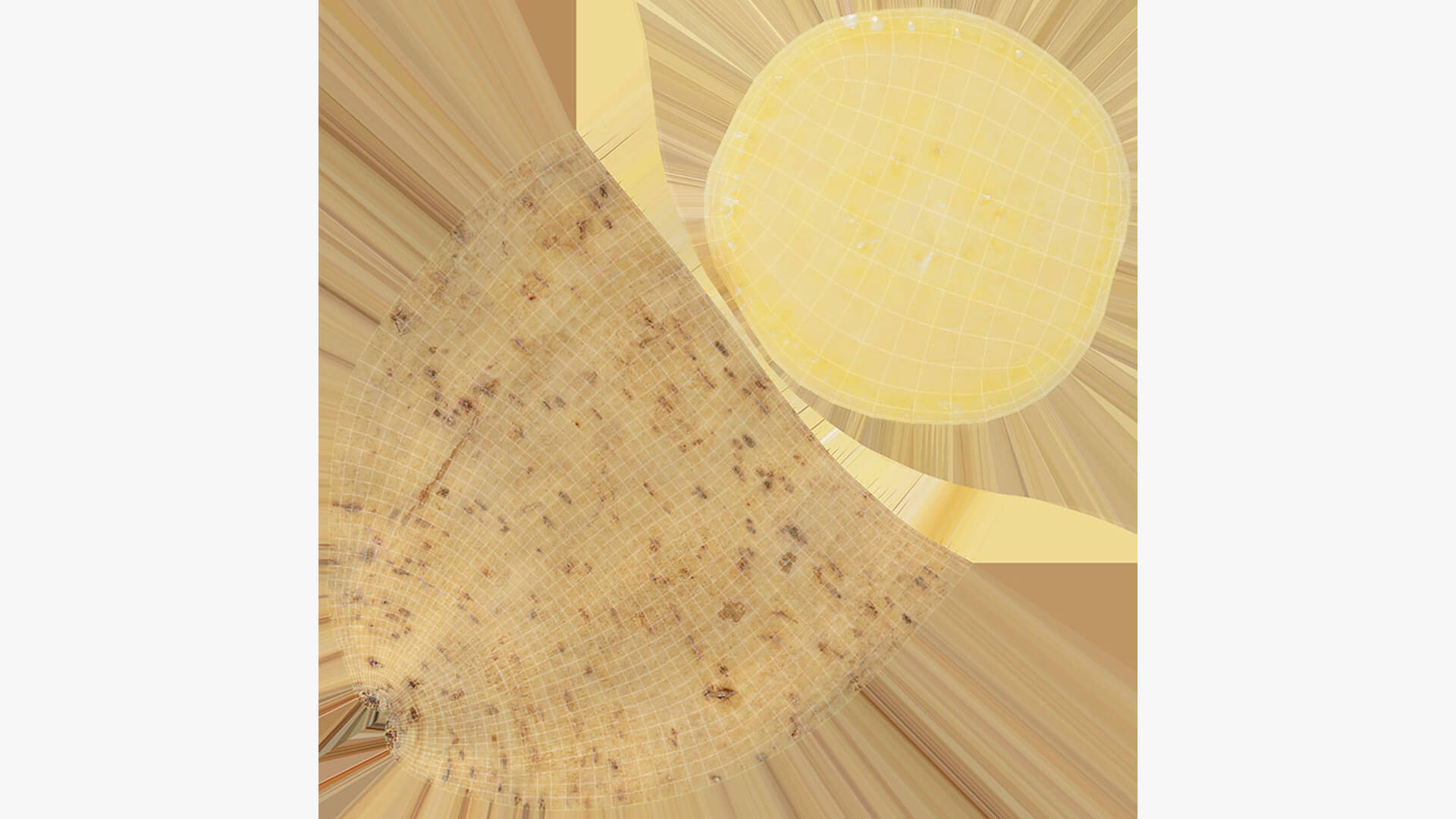 Half Sweet Potato 01 3D Model