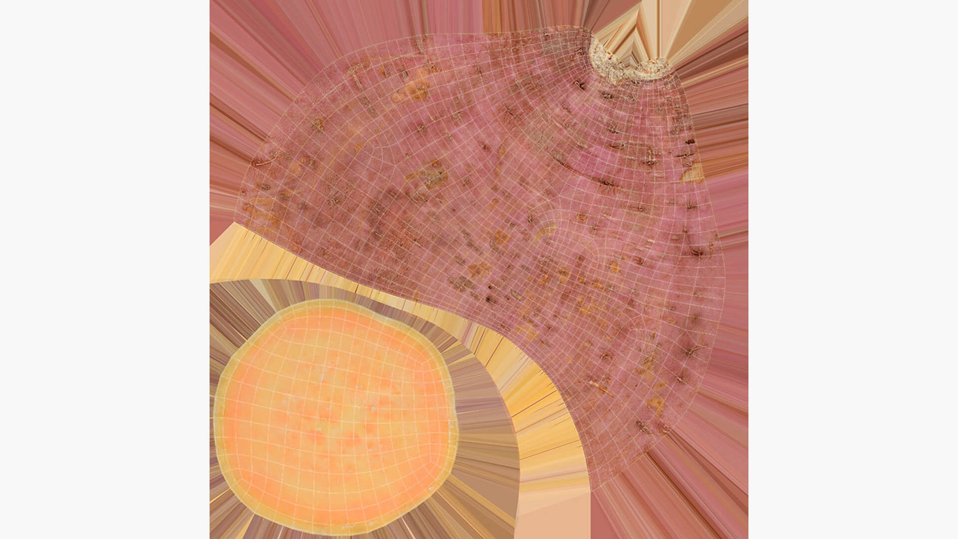 Half Sweet Potato 05 3D Model
