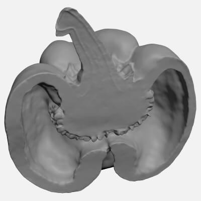 Half Yellow Bell Pepper - For 3D Print