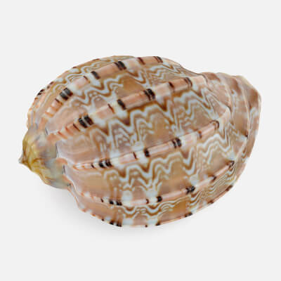 Harpa Articularis