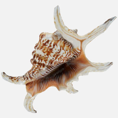 Harpago Arthriticus