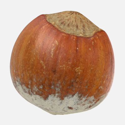 Hazelnut in Shell 01