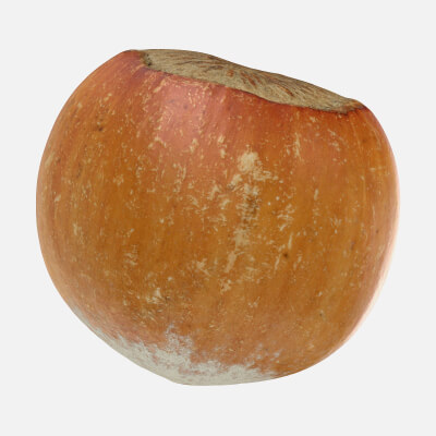 Hazelnut in Shell 03