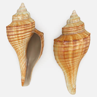 Hemifusus Tuba
