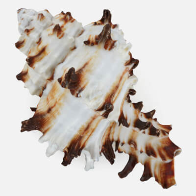 Hexaplex Cichoreum