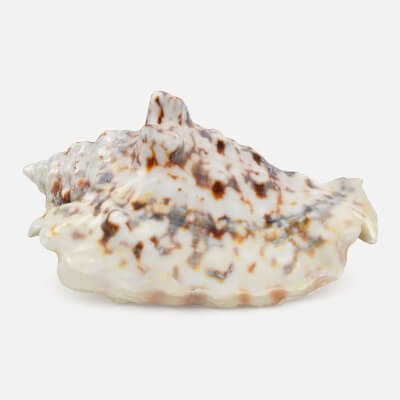 Lentigo Lentiginosus