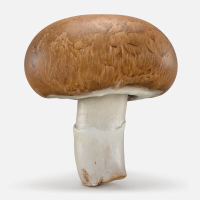 Mushroom Swiss Brown