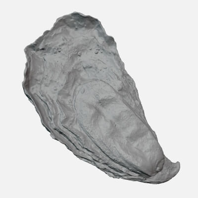 Oyster 01 - For 3D Print