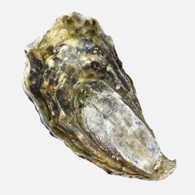 Oyster 01 - 3D Scanned