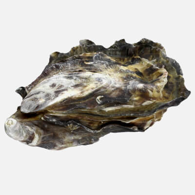 Oyster 02 - 3D Scanned