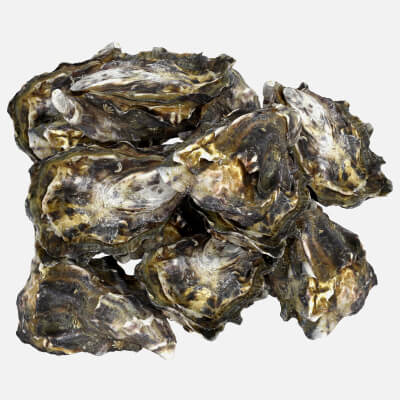 Oyster 02 Pile