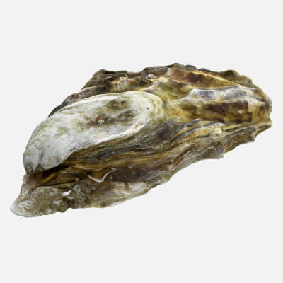 Oyster 03 - 3D Scanned