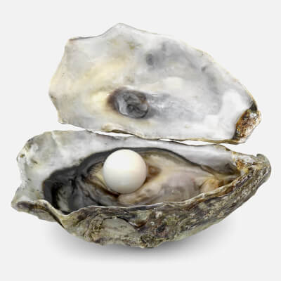 Oyster with Pearl