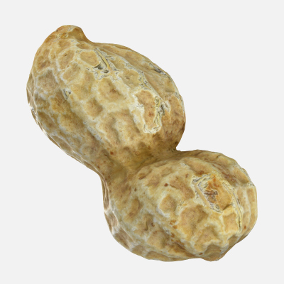 Peanut Shell 01 - 3D Scanned