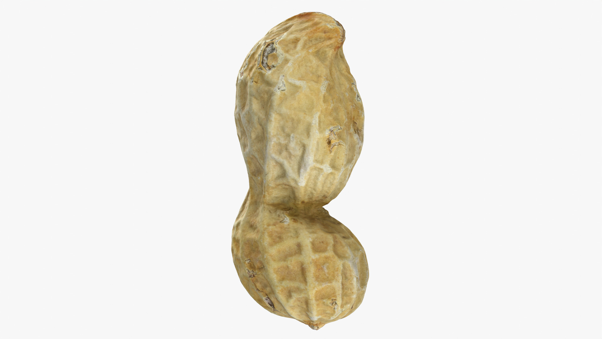 Peanut Shell 02 - 3D Scanned 3D Model