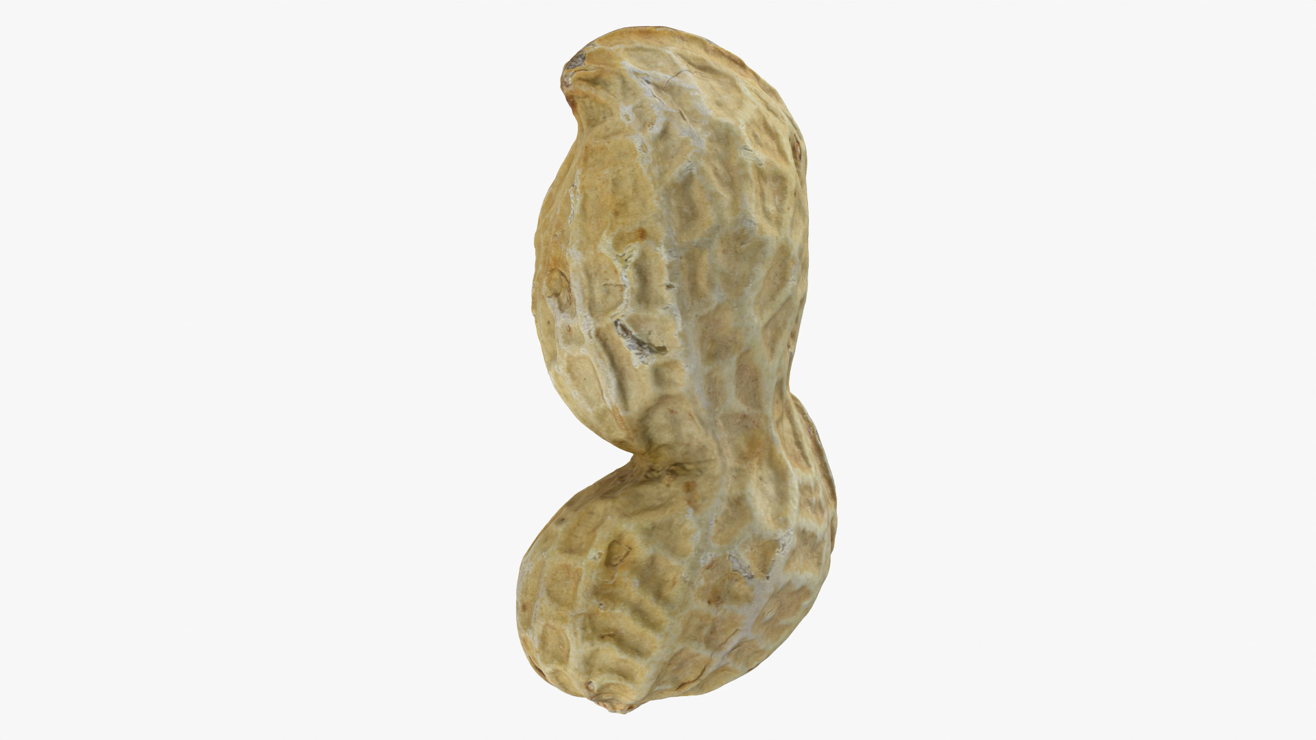 Peanut Shell 02 - 3D Scanned 3D Model