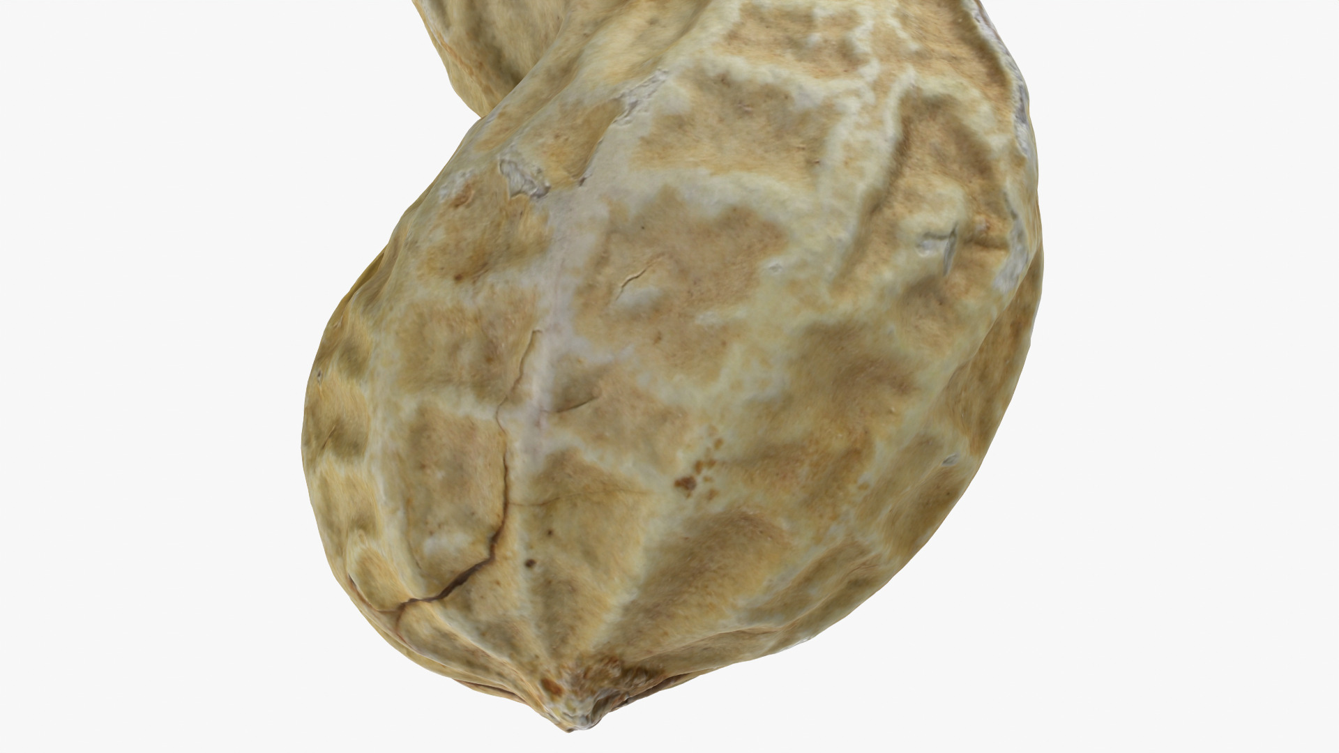 Peanut Shell 02 - 3D Scanned 3D Model