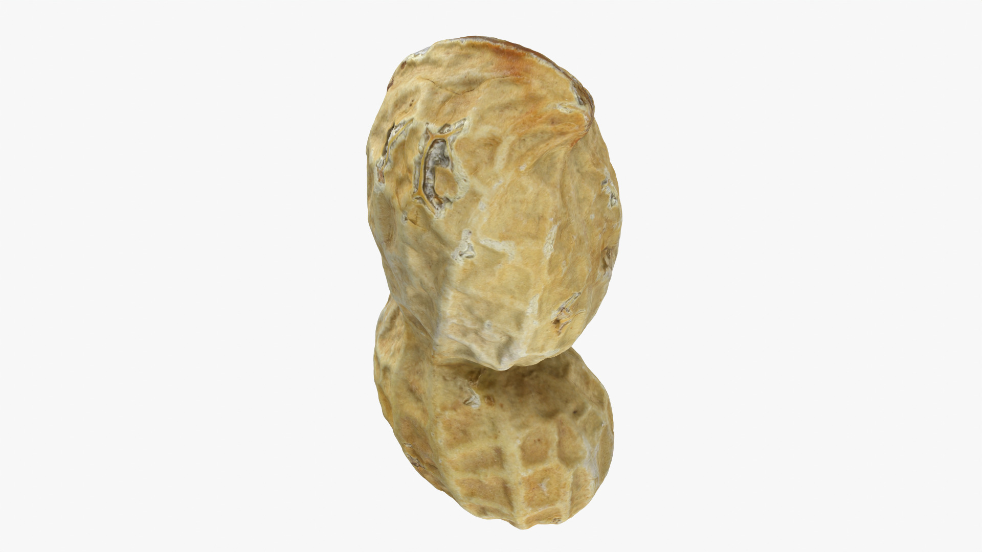 Peanut Shell 02 - 3D Scanned 3D Model