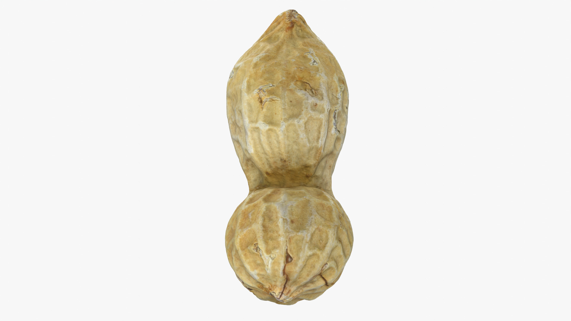 Peanut Shell 02 - 3D Scanned 3D Model