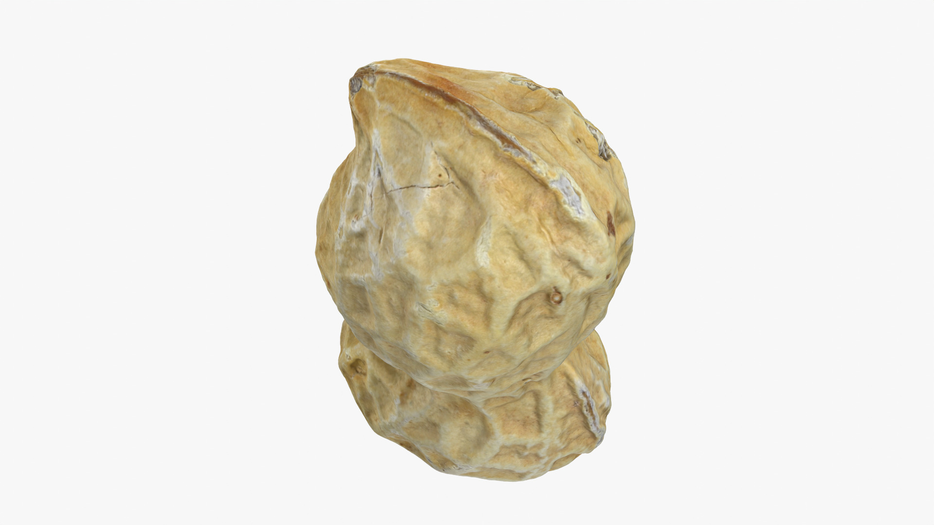 Peanut Shell 02 - 3D Scanned 3D Model