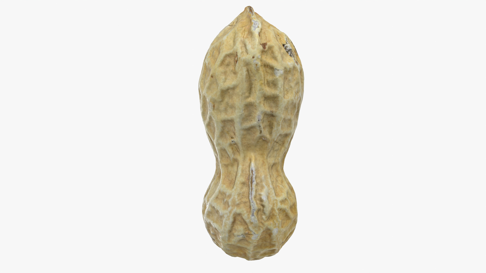 Peanut Shell 02 - 3D Scanned 3D Model
