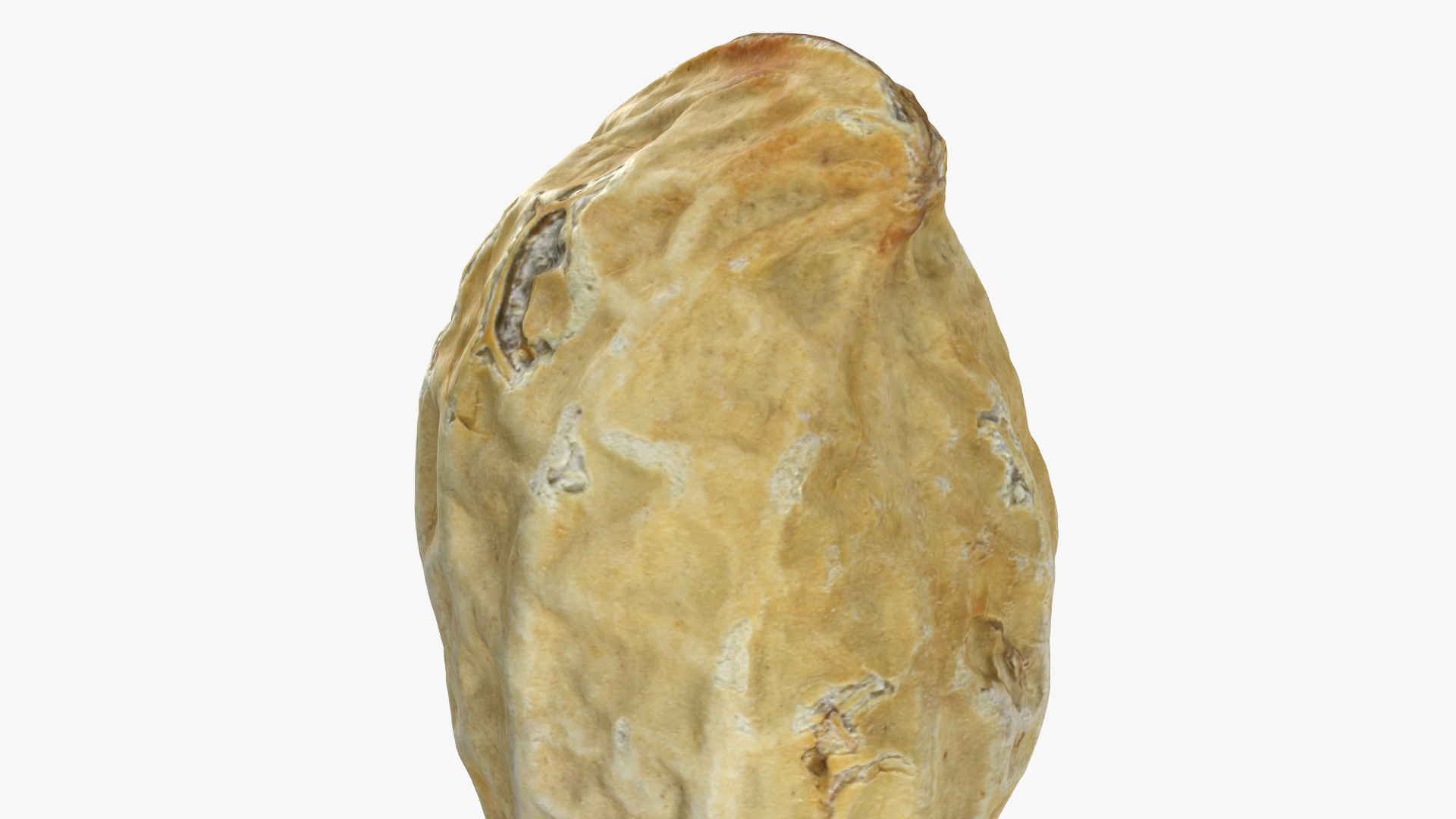 Peanut Shell 02 - 3D Scanned 3D Model