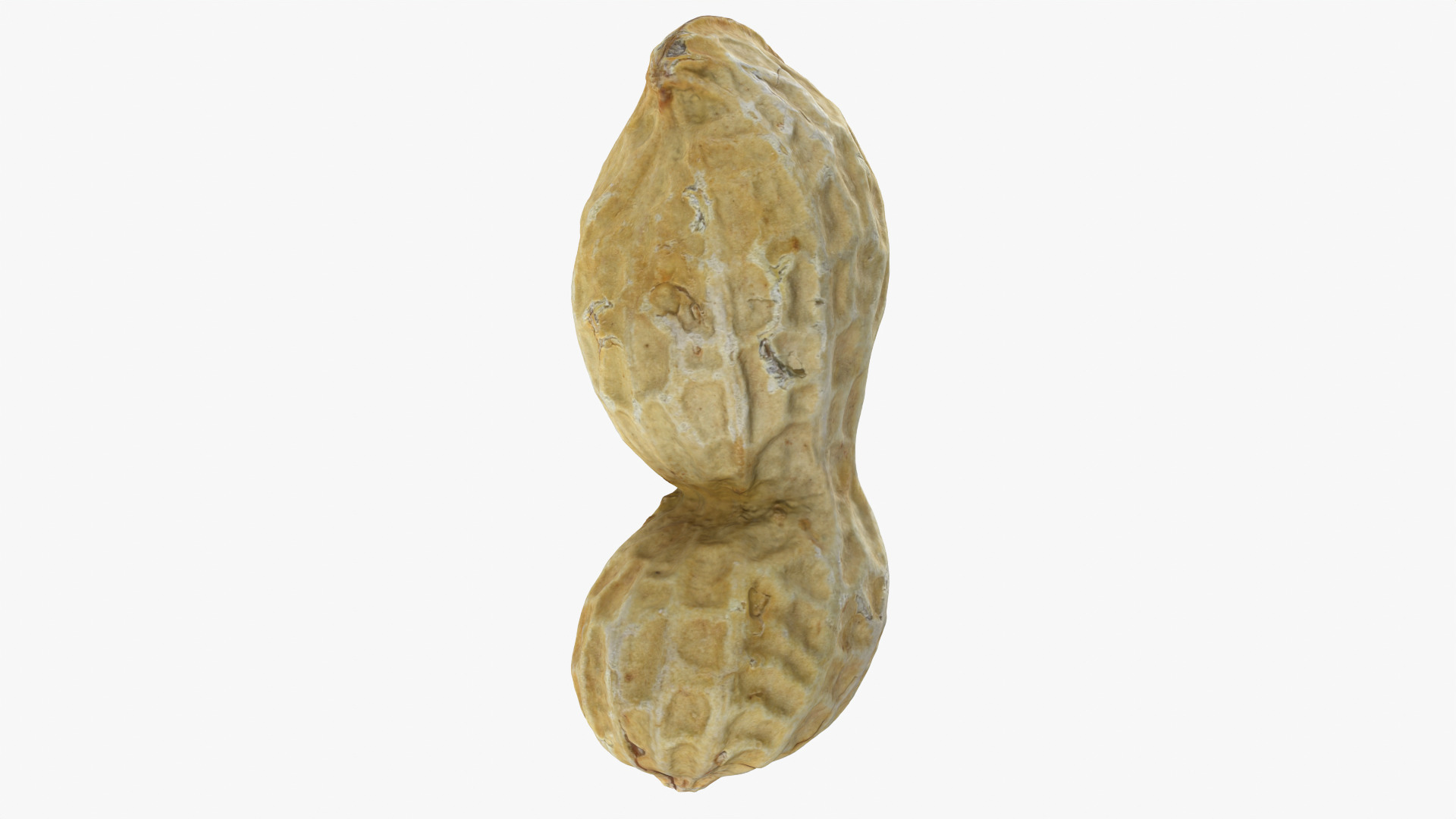 Peanut Shell 02 - 3D Scanned 3D Model