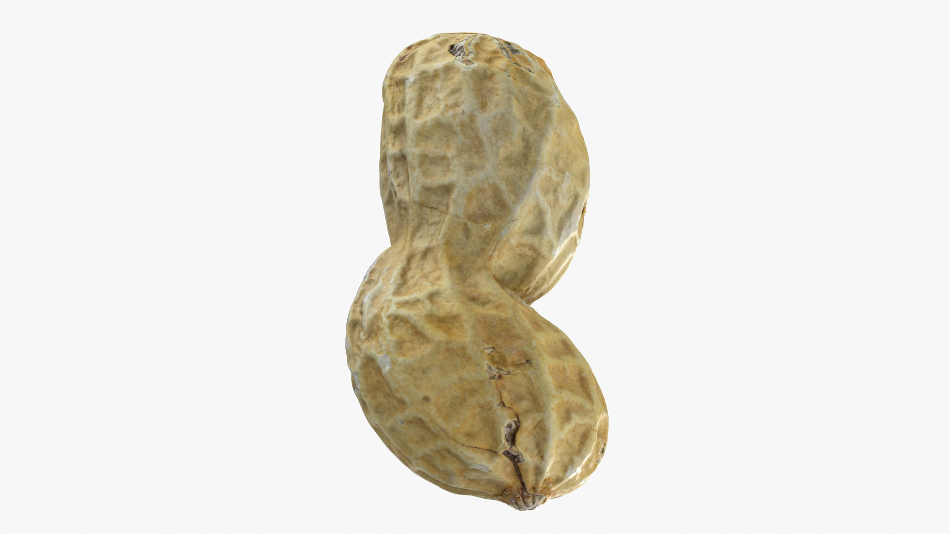 Peanut Shell 02 - 3D Scanned 3D Model