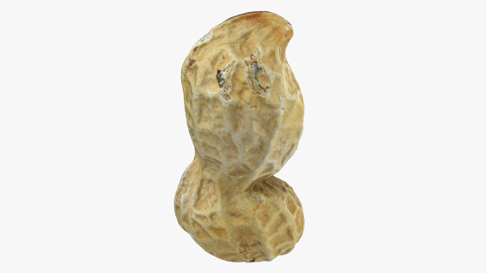 Peanut Shell 02 - 3D Scanned 3D Model