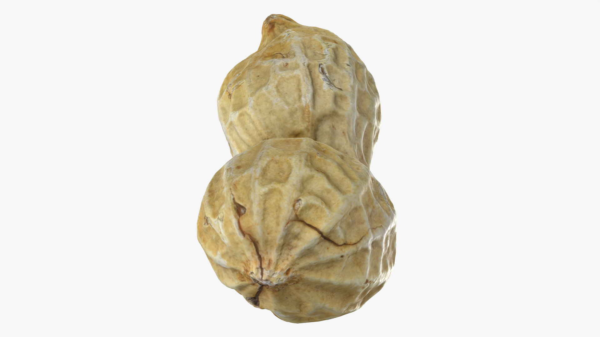 Peanut Shell 02 - 3D Scanned 3D Model