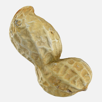 Peanut Shell 02 - 3D Scanned