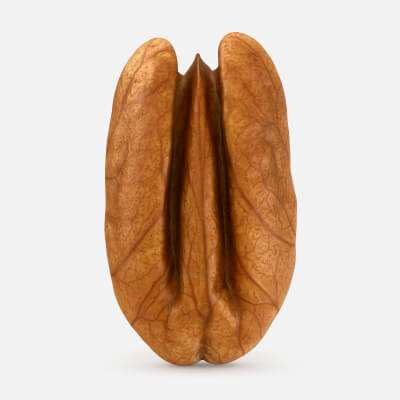 Pecan Nut 01