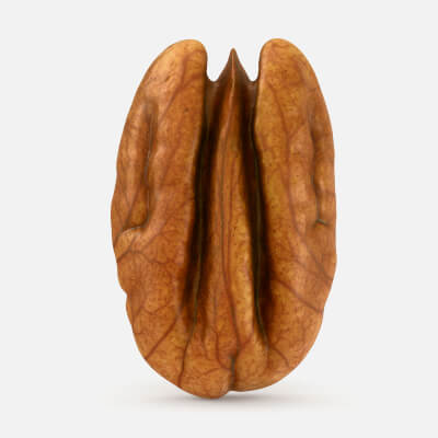 Pecan Nut 02