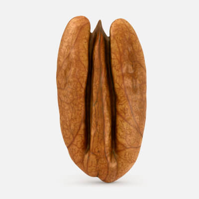 Pecan Nut 03