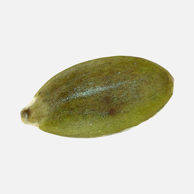 Peeled Pumpkin Seed 02 - 3D Scanned