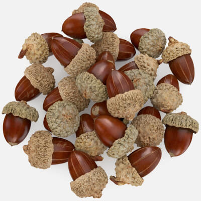 Pile Acorns Scan