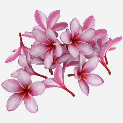 Pile Pink Plumeria